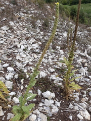 Verbascum thapsus thapsus
