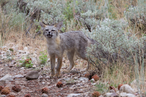 Kit Fox photographed in Nevada