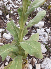 Verbascum thapsus thapsus