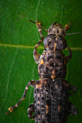 Nessiara variegata