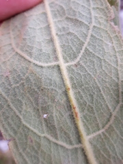 Verbascum thapsus thapsus