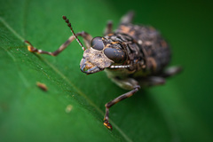 Nessiara variegata