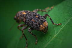 Nessiara variegata