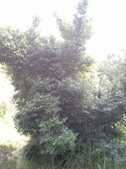 Cassinopsis ilicifolia