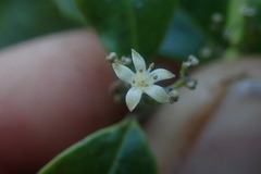 Cassinopsis ilicifolia