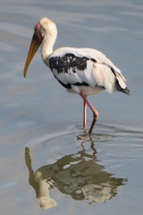 Mycteria leucocephala