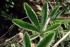 Cyphostemma lanigerum