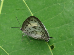 Arhopala wildei