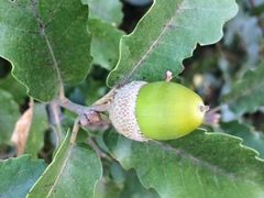 Quercus × cerrioides
