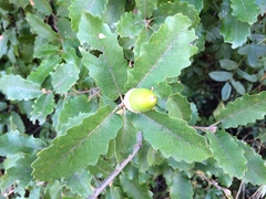 Quercus × cerrioides