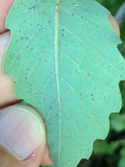 Quercus × cerrioides
