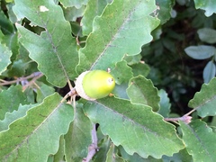 Quercus × cerrioides