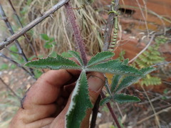 Cyphostemma lanigerum