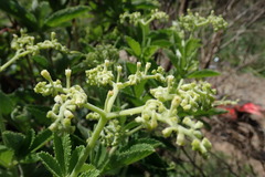 Cyphostemma lanigerum