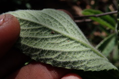 Cyphostemma lanigerum