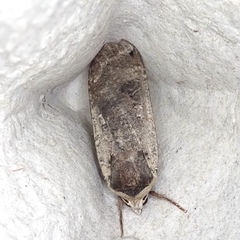 Noctua pronuba