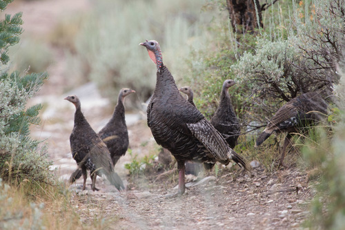 Wild Turkey photographed in Nevada