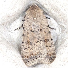 Caradrina clavipalpis
