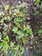 Rhododendron anthopogon