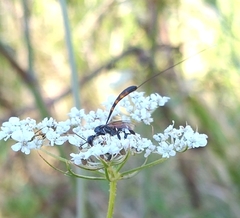 Gasteruption jaculator