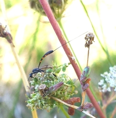 Gasteruption jaculator