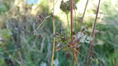 Gasteruption jaculator