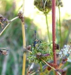 Gasteruption jaculator