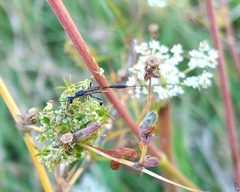 Gasteruption jaculator