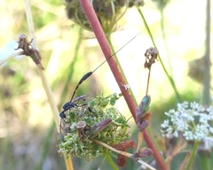 Gasteruption jaculator