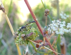 Gasteruption jaculator