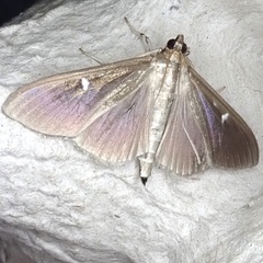 Cydalima perspectalis