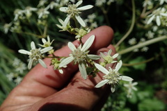 Alepidea cordifolia