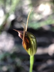 Pterostylis erecta