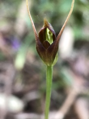 Pterostylis erecta