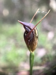 Pterostylis erecta