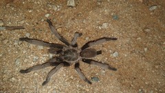 Selenocosmia
