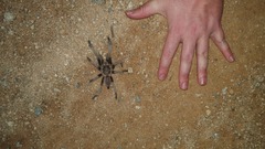 Selenocosmia