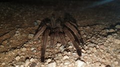 Selenocosmia
