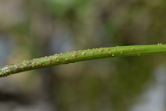 Uromyces microtidis