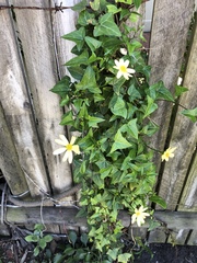 Senecio macroglossus