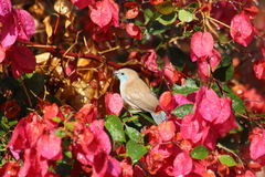 Uraeginthus angolensis