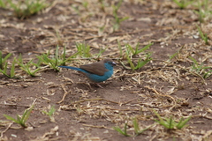 Uraeginthus angolensis