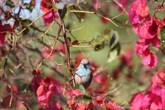 Uraeginthus angolensis