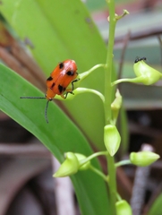 Stethopachys formosa