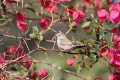 Uraeginthus angolensis