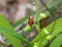 Stethopachys formosa