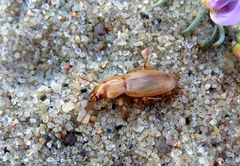 Harpalus flavescens