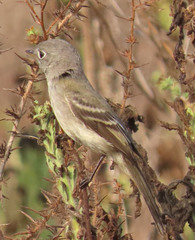 Empidonax wrightii