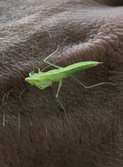 Tropidomantis tenera