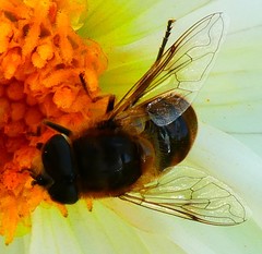 Eristalis tenax